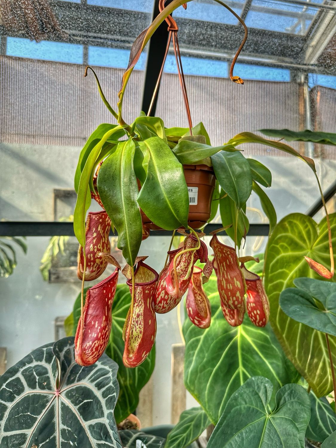 Nepenthes Gaya vaso cm 14