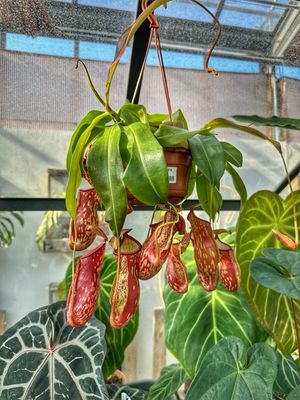 Nepenthes Gaya vaso cm 14