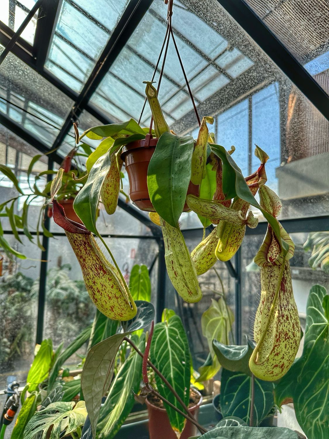 Nepenthes mojito vaso cm 14