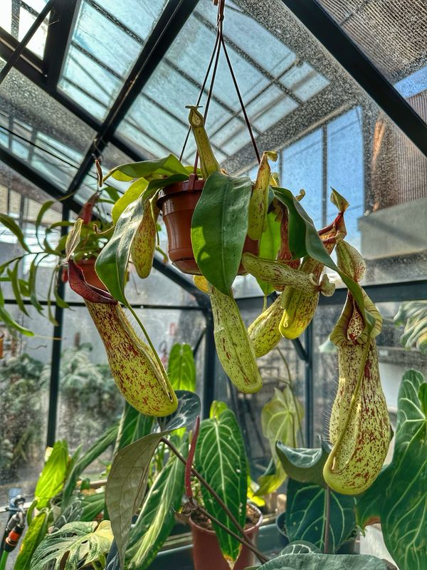 Nepenthes mojito vaso cm 14