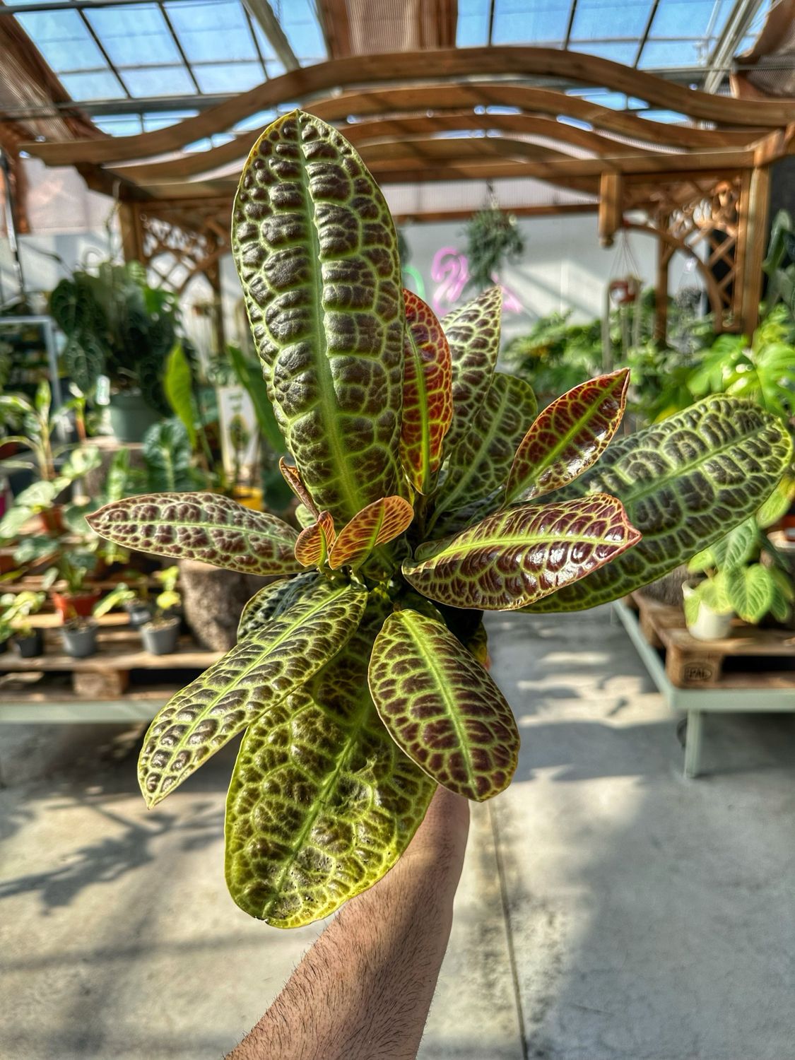 Labisia pedunculata vaso cm 14