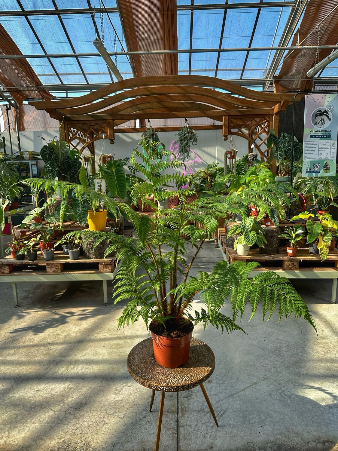 Cyathea cooperi vaso cm 25