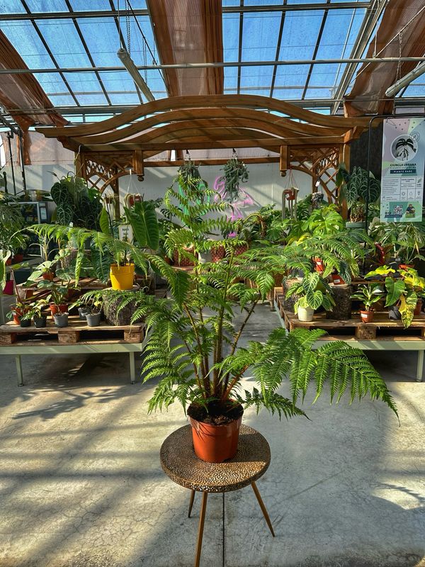 Cyathea cooperi vaso cm 25