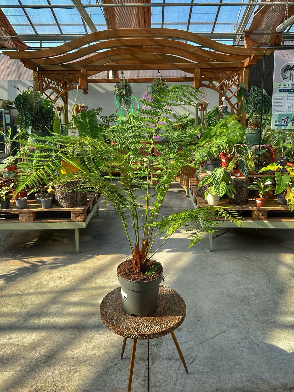 Dicksonia antarctica vaso cm 25