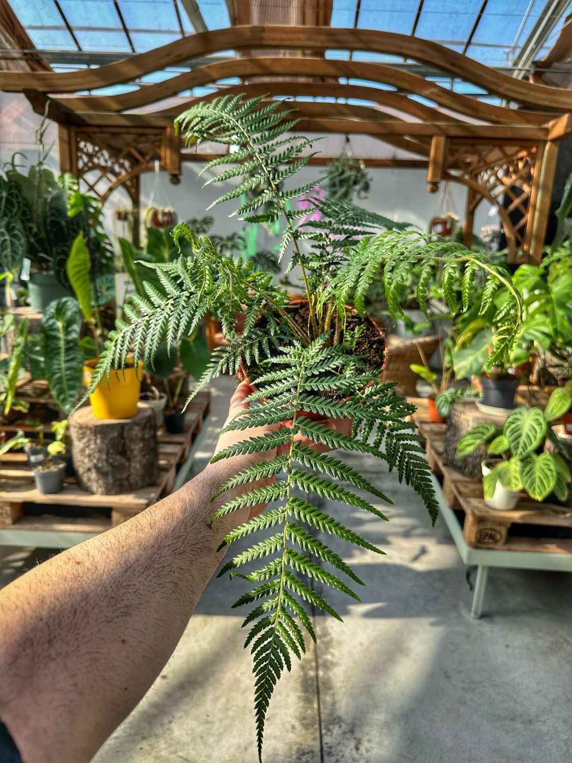 Dicksonia antarctica vaso cm 17