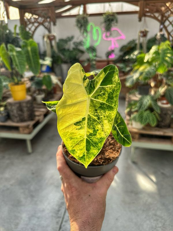 Alocasia frydek aureovariegata vaso cm 14