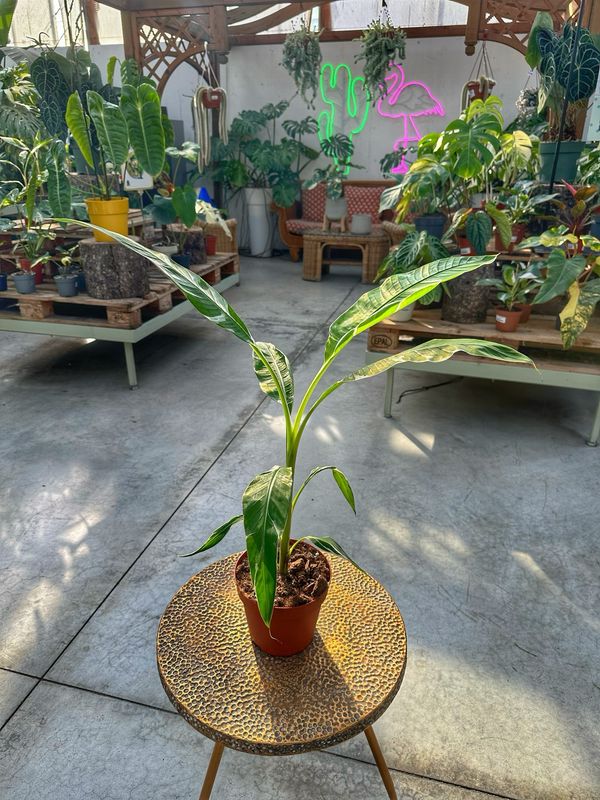 Musa aeae variegata L vaso cm 17