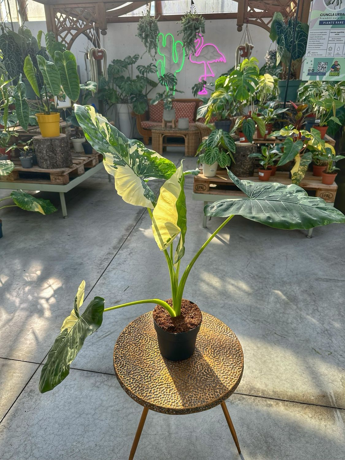 Alocasia macrorrhiza variegata L vaso cm 17