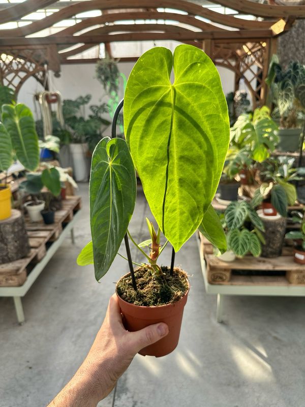 Anthurium QUEREMALENSE vaso cm 13