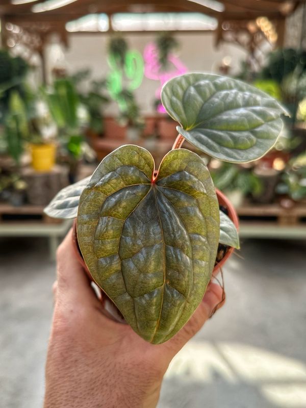 Anthurium luxurians S vaso cm 10,5