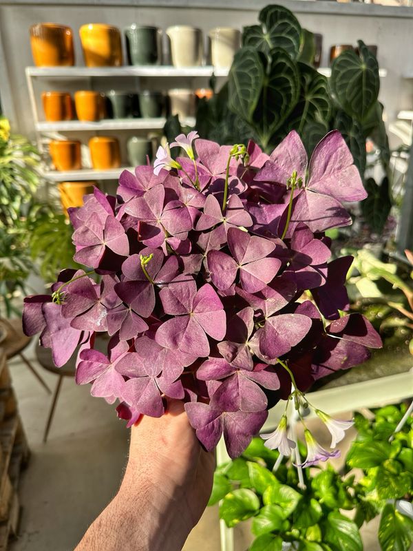 Oxalis triangularis mjike vaso cm 12