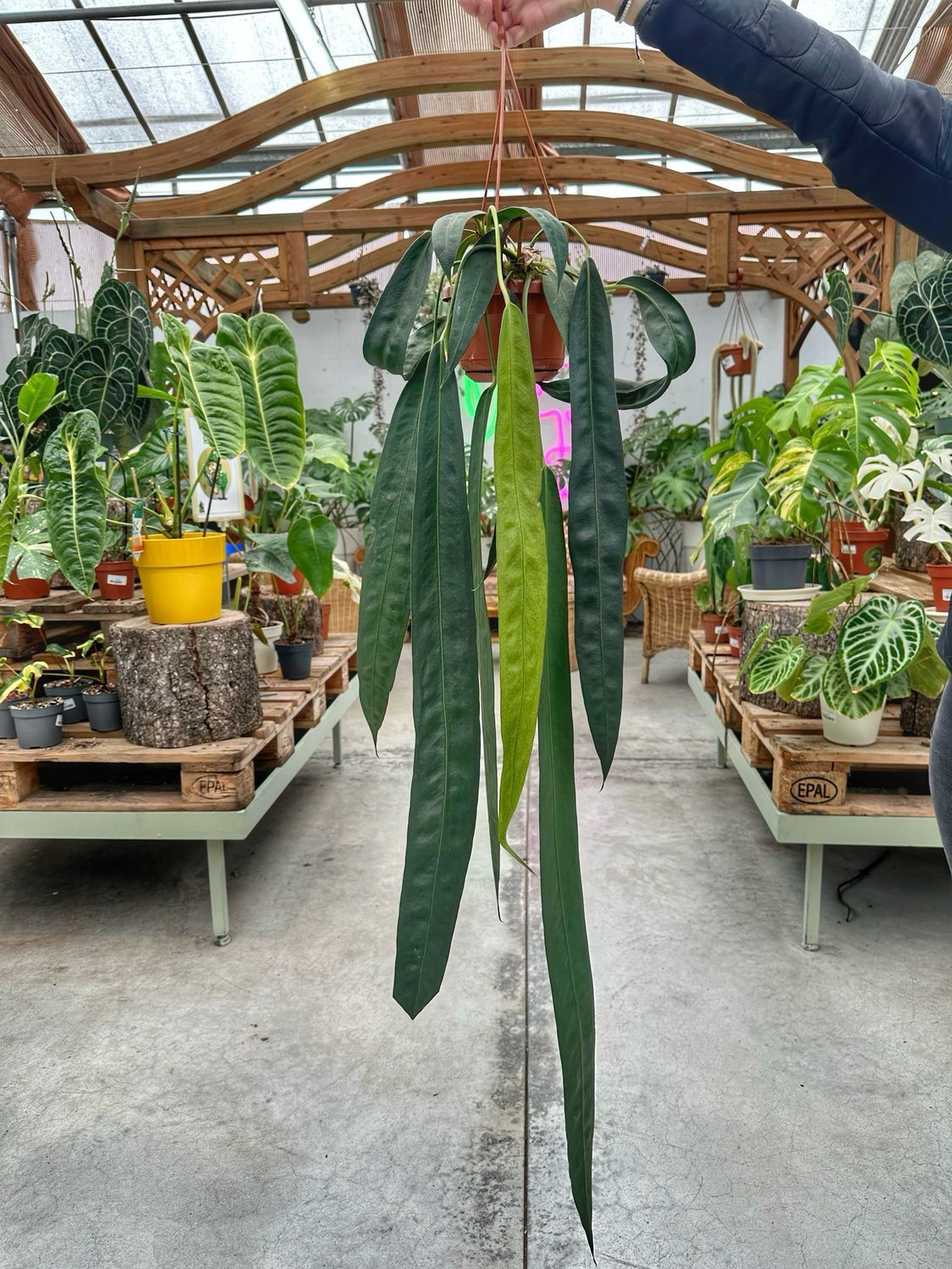 Anthurium wendlingeri XXL vaso cm 14