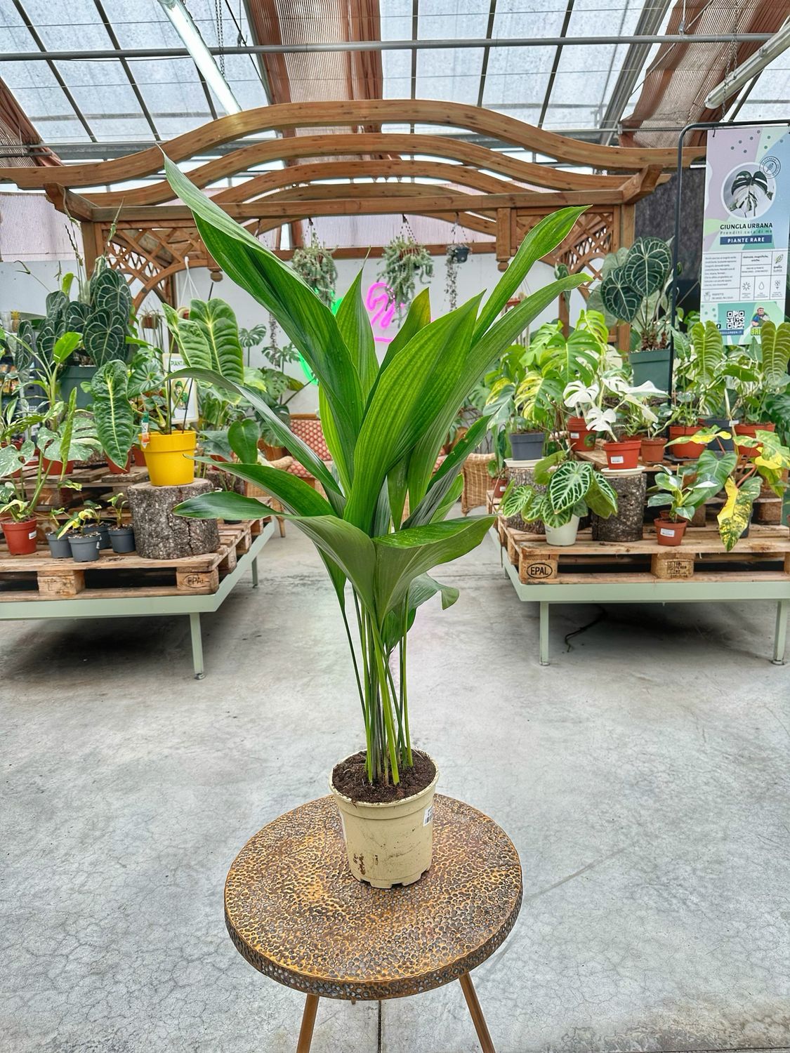 Aspidistra vaso cm 14