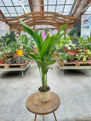 Aspidistra vaso cm 14