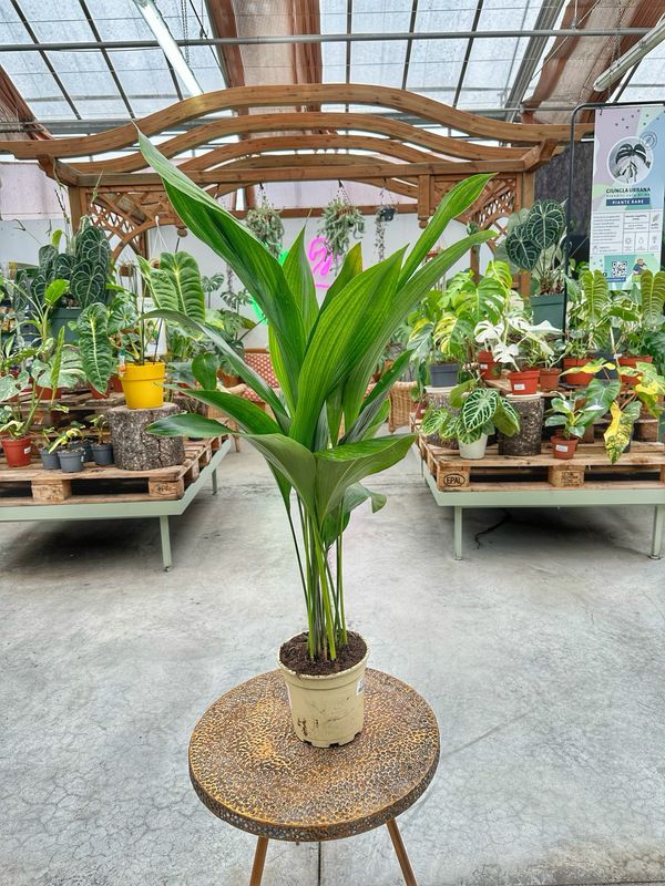 Aspidistra vaso cm 14