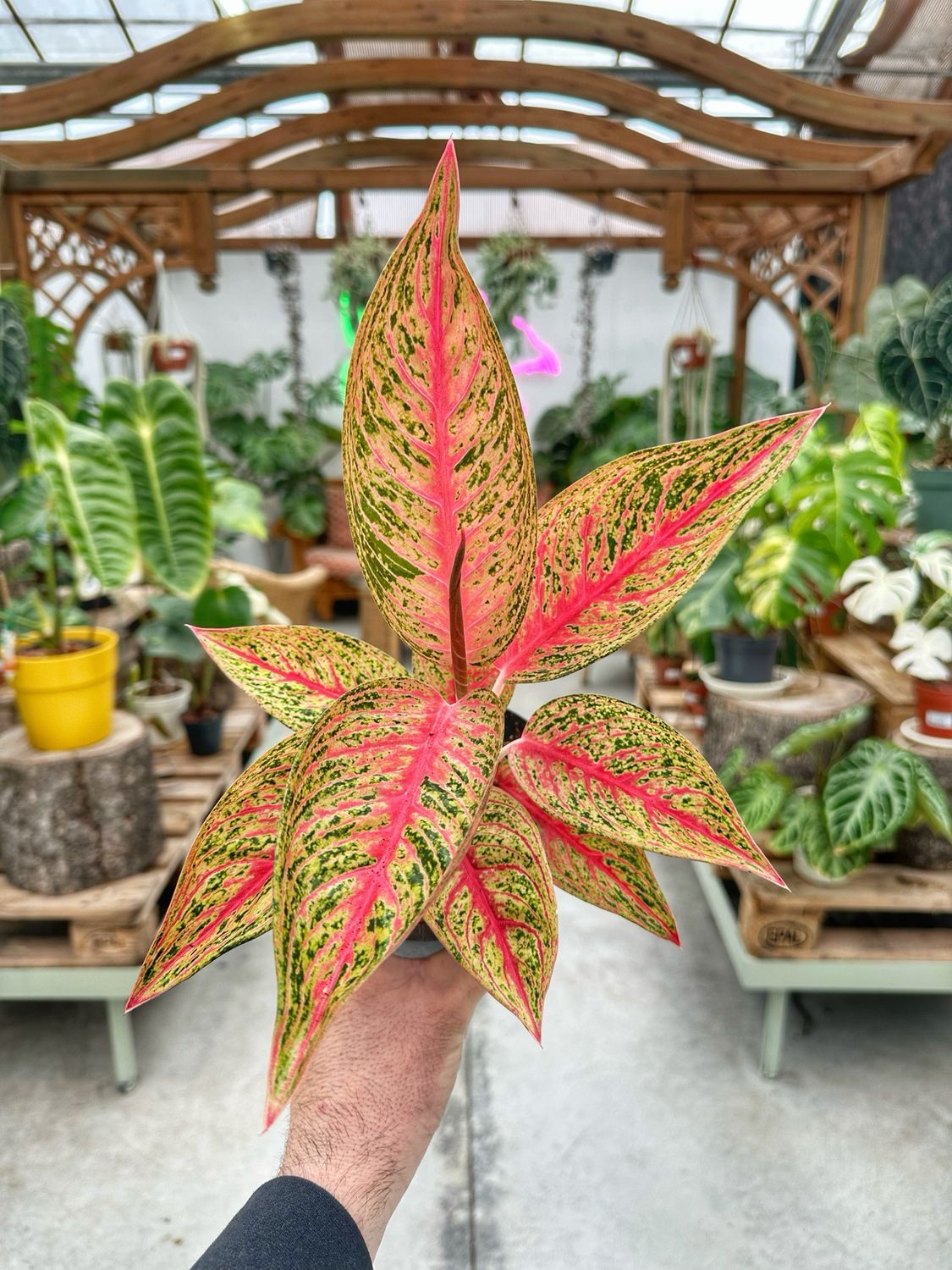 Aglaonema pastella vaso cm 12