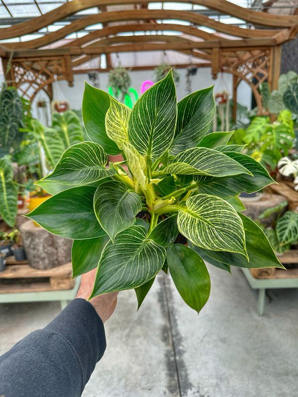 Philodendron birkin vaso cm 15