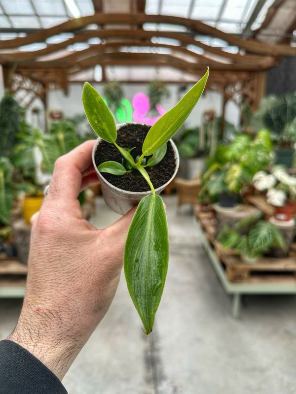 Philodendron spiritus sanciti vaso cm 7