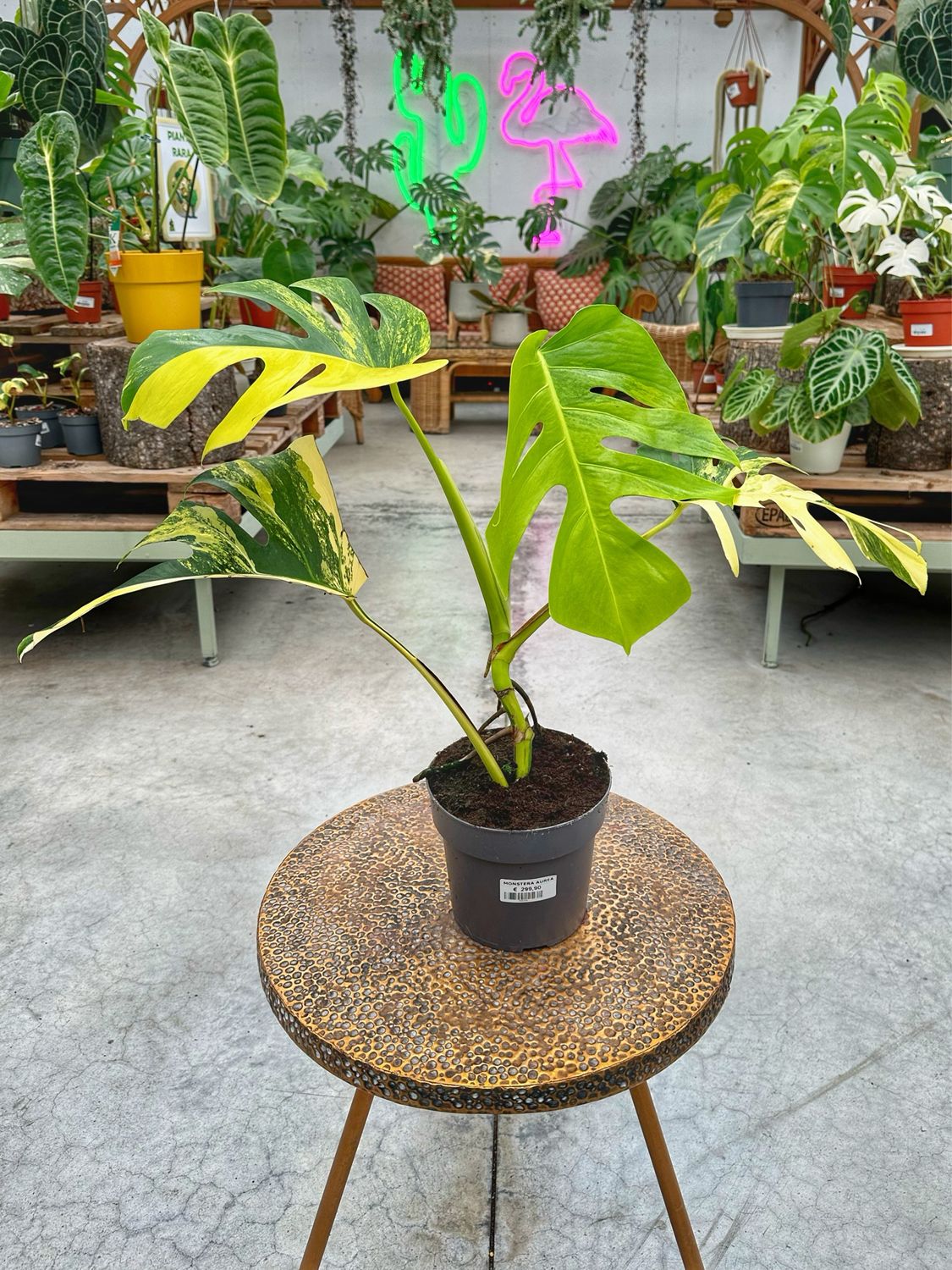 Monstera aureovariegata vaso cm 17 extra variegata