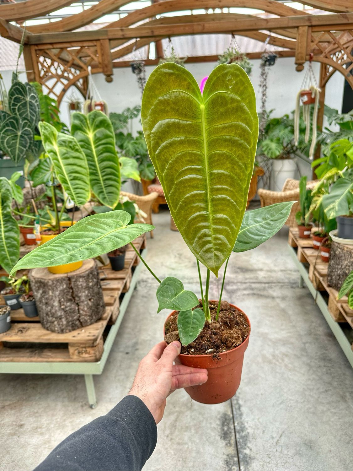 Anthurium veitchii M vaso cm 17