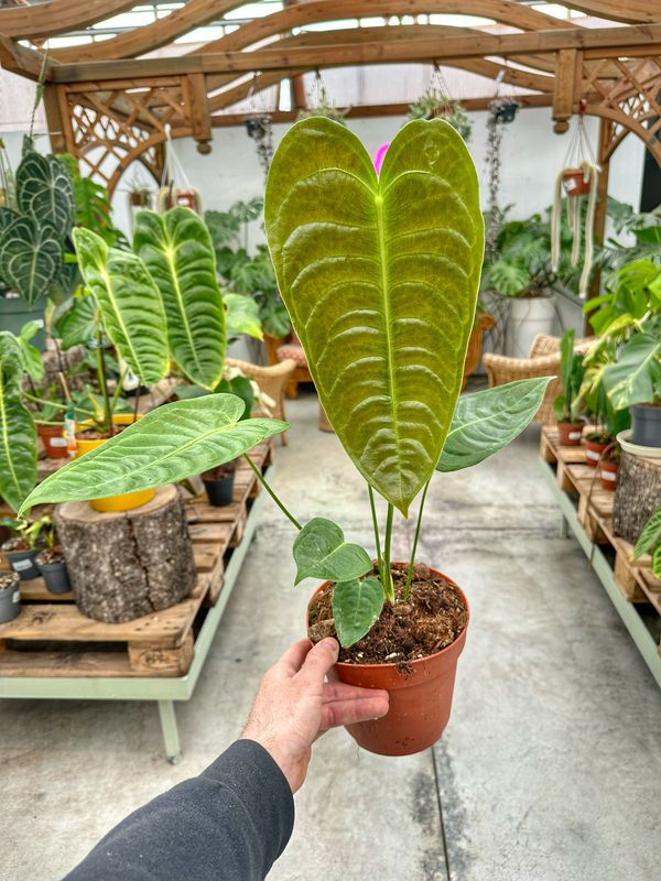 Anthurium veitchii M vaso cm 17