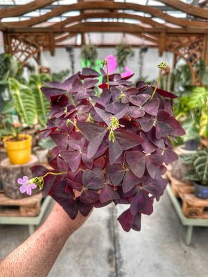 Oxalis triangularis vaso cm 12