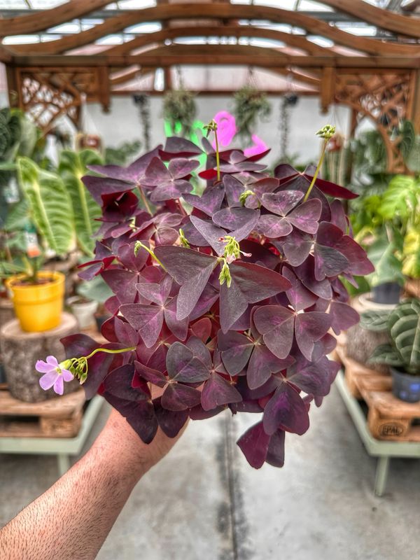 Oxalis triangularis vaso cm 12