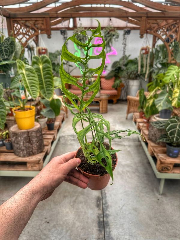 Monstera obliqua Perù vaso cm 13