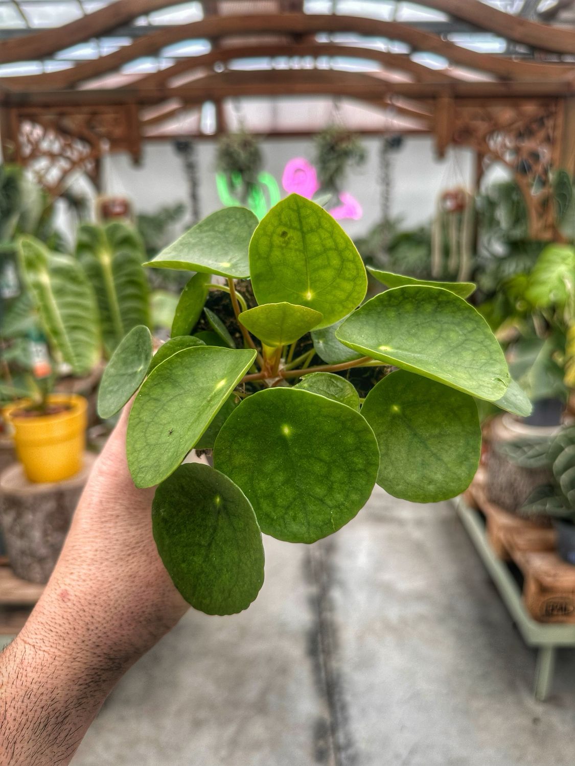 Pilea vaso cm 10,5