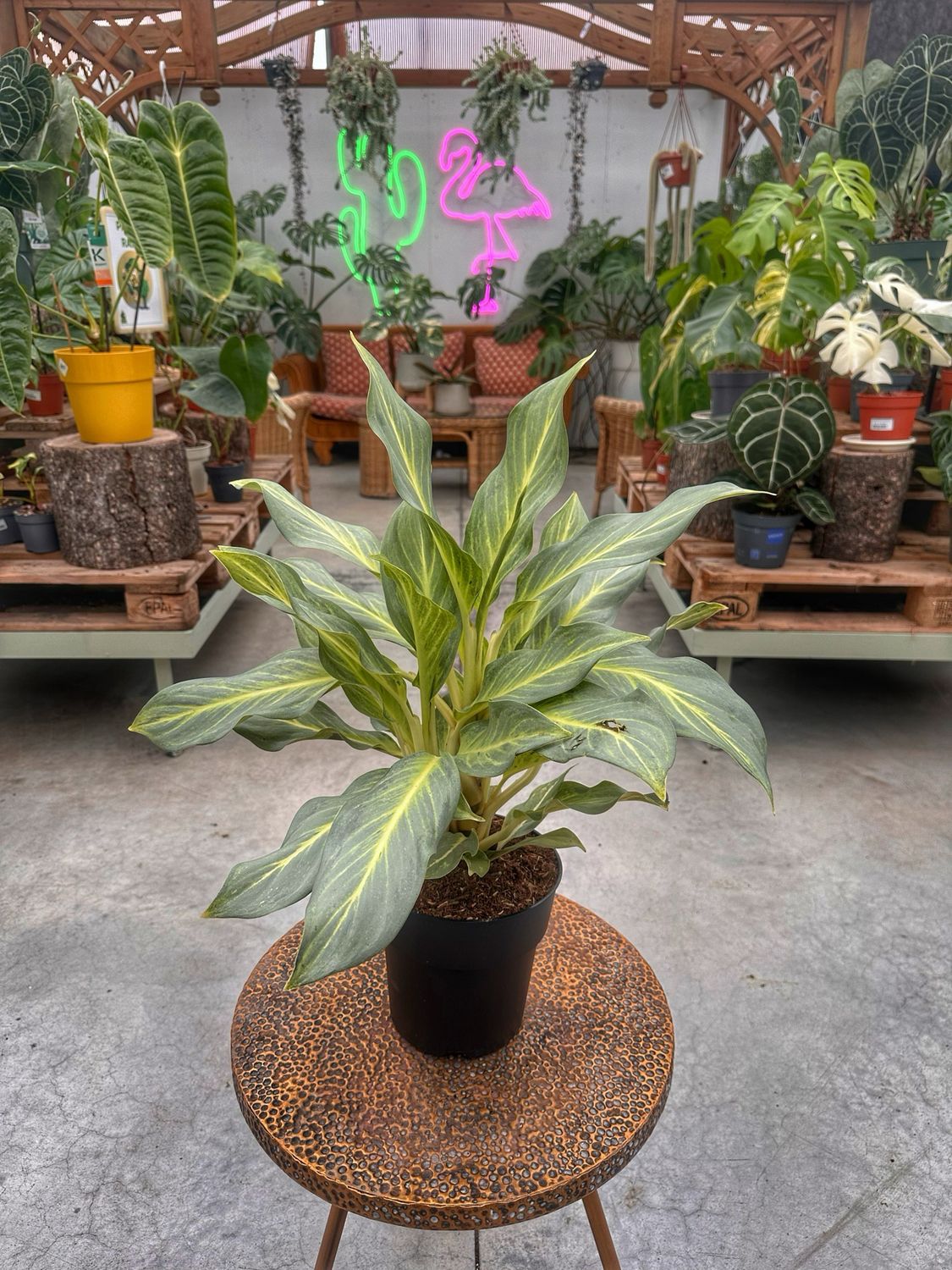 Aglaonema acqua green vaso cm 19