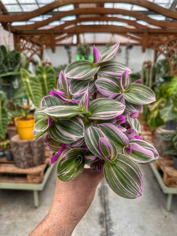 Tradescantia nanouk vaso cm 12