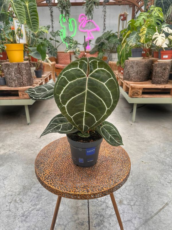 Anthurium crystallinum vaso cm 17