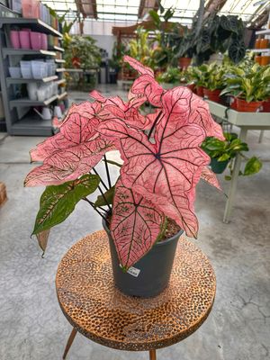 Caladium spring fling vaso cm 21