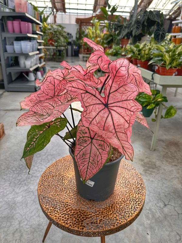Caladium spring fling vaso cm 21