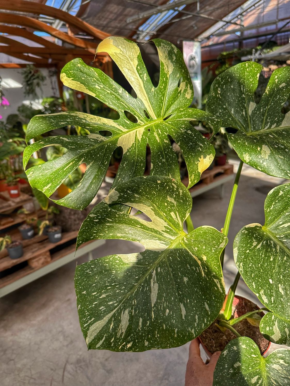 Monstera Thai constellation Large vaso cm 17