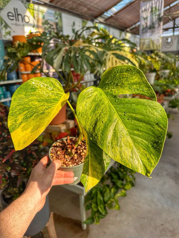 Monstera aurea vaso cm 13