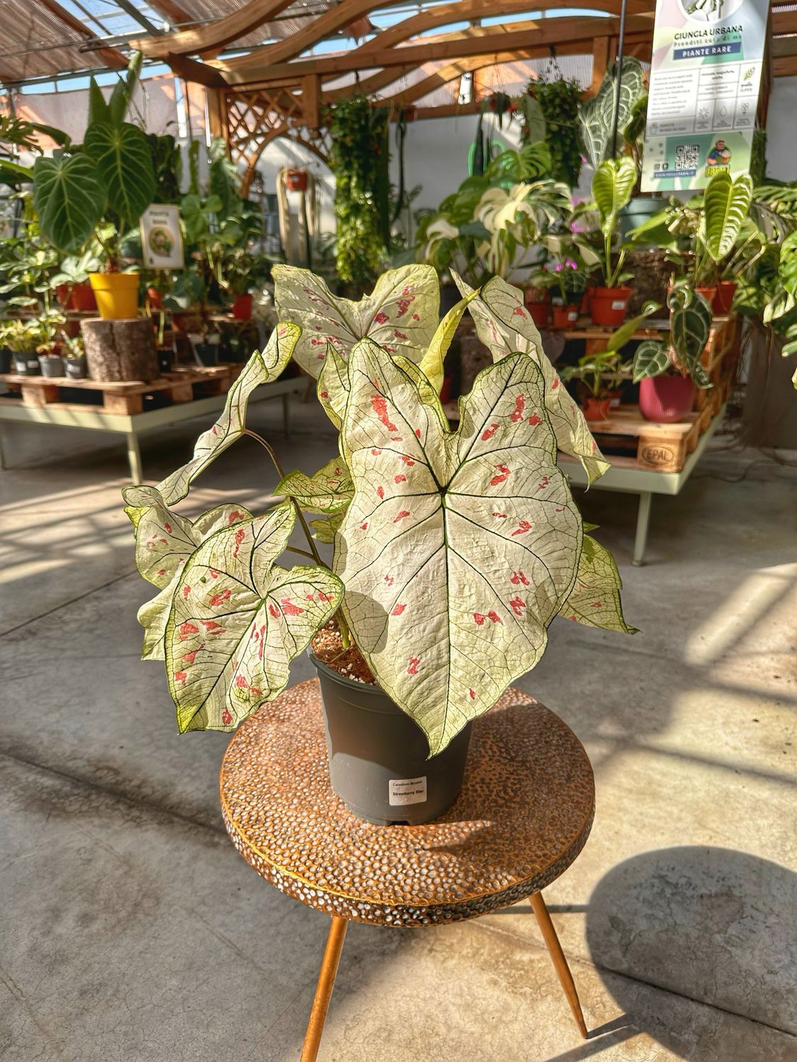 Caladium strawberry star vaso cm 21