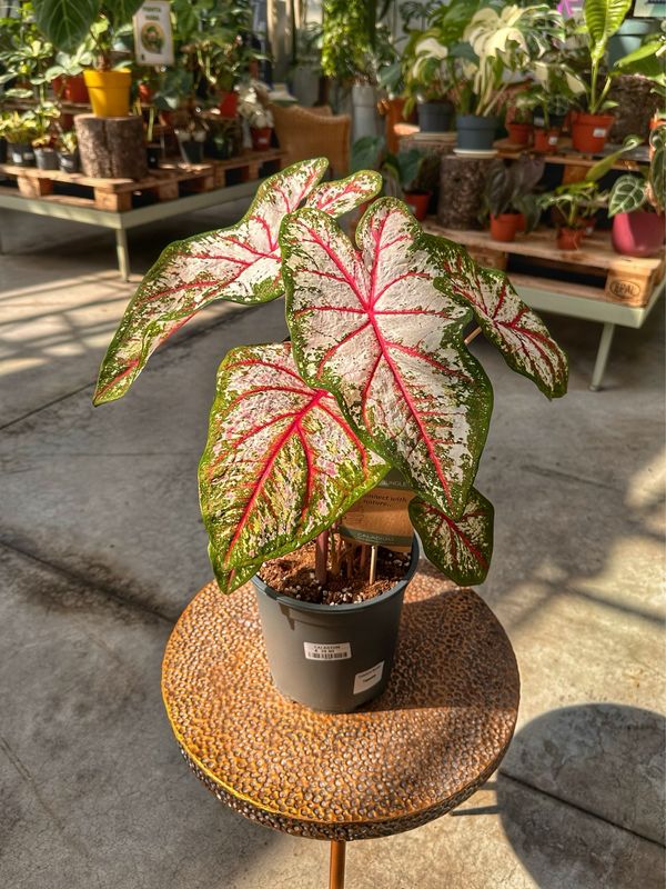 Caladium Tapestry vaso cm 21