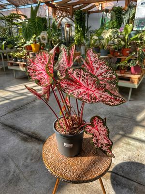 Caladium Carolyn Whorton vaso cm 21