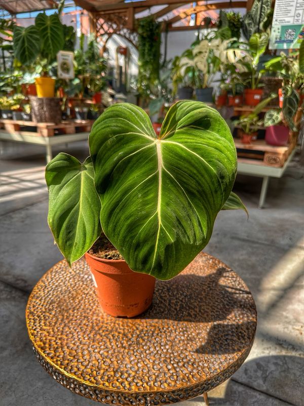 Philodendron gloriosum M vaso cm 15