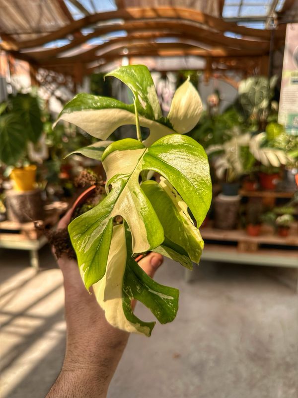 Raphidophora tetrasperma variegata vaso cm 10,5