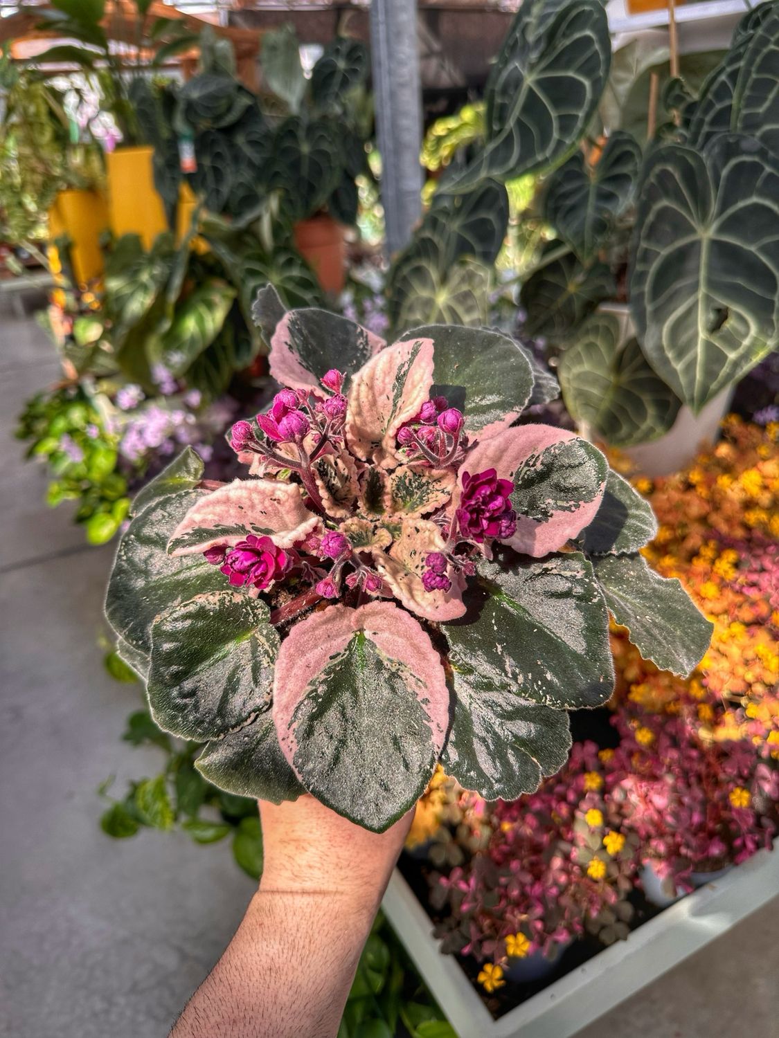 Saintpaulia variegata vaso cm 12
