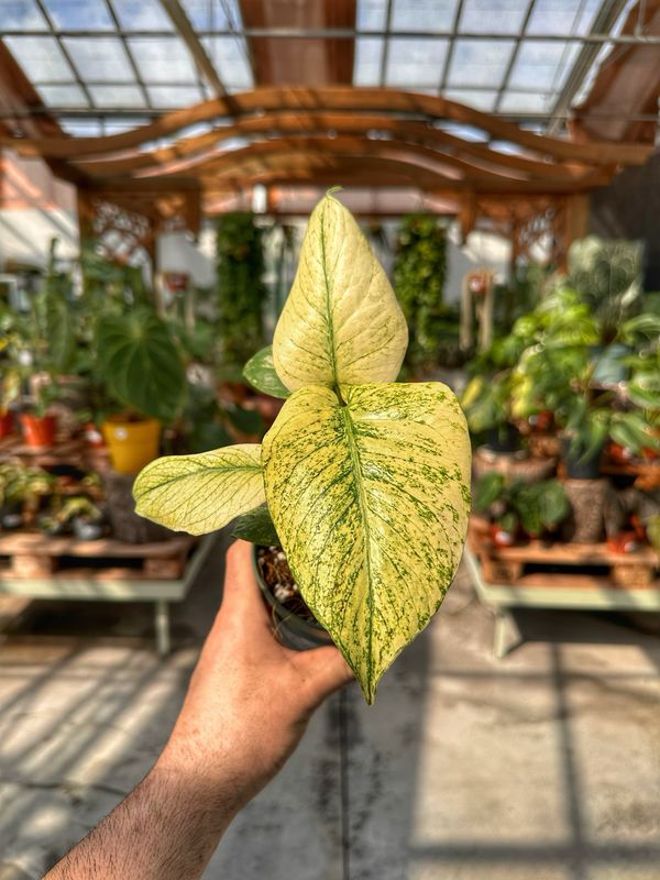 Monstera deliciosa mint vaso cm 11