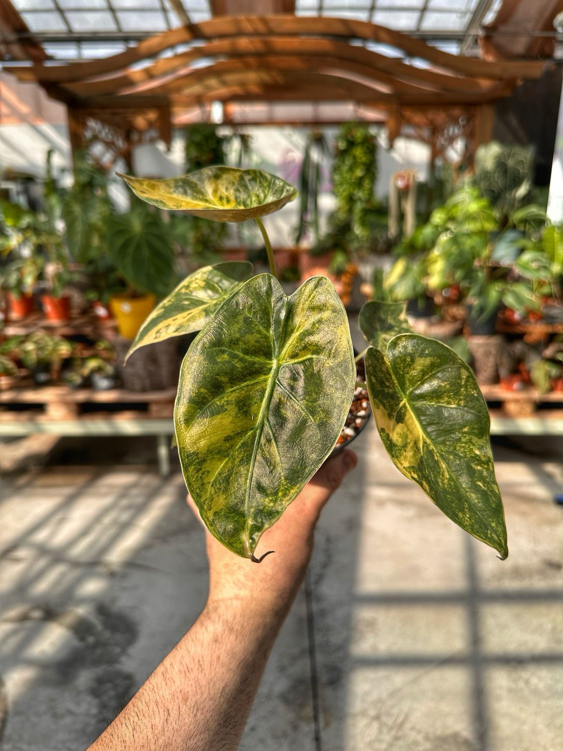 Alocasia wentii variegata vaso cm 11
