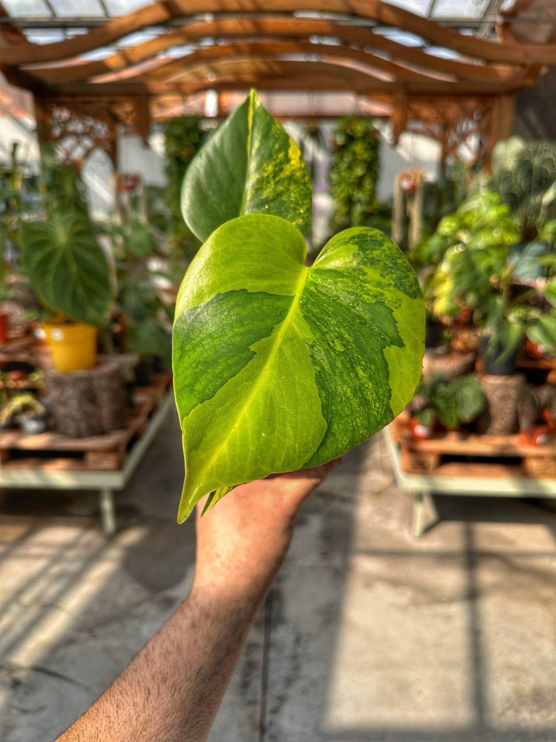 Monstera aureovariegata vaso cm 11