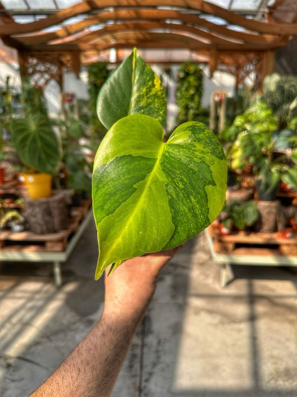Monstera aureovariegata vaso cm 11