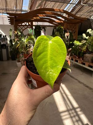 Anthurium veitchii vaso cm 10,5