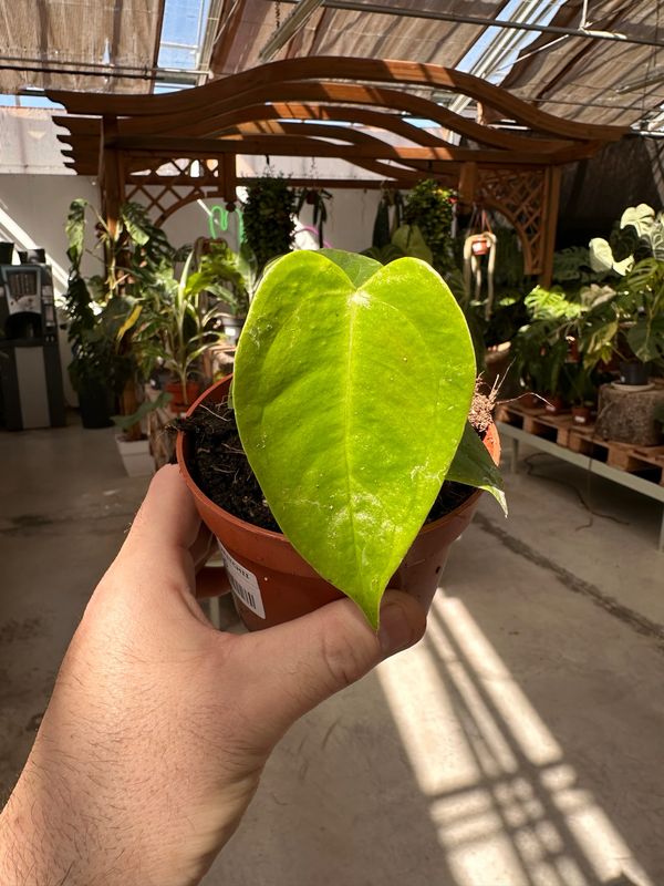 Anthurium veitchii vaso cm 10,5