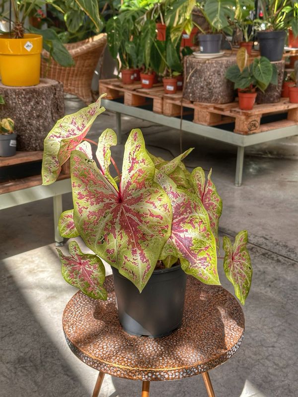 Caladium seafoam pink vaso cm 21