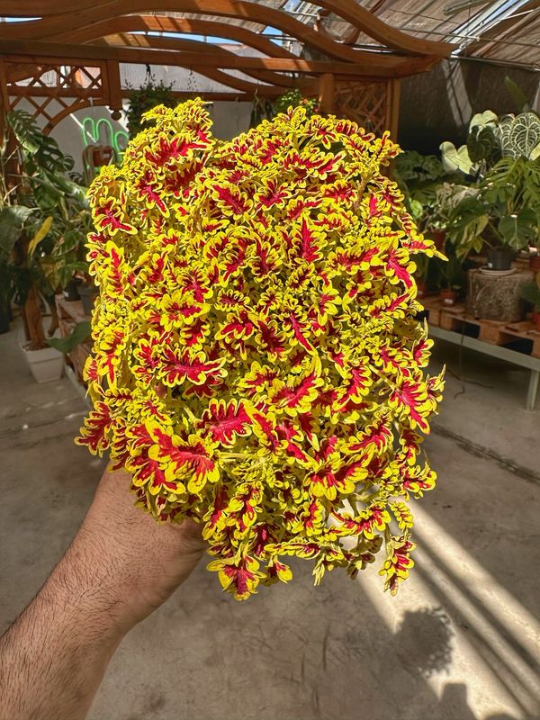 Coleus love bird vaso cm 12